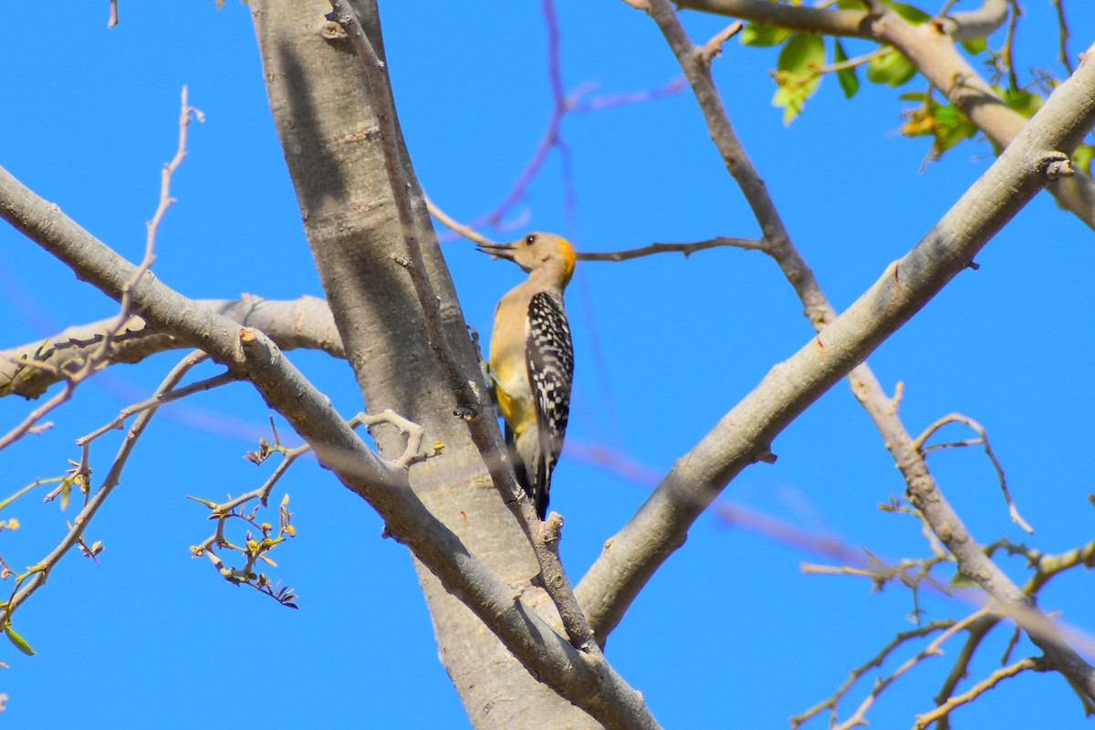 Golden-fronted Woodpecker - ML620803770