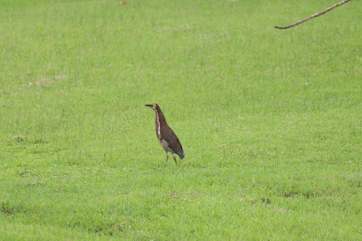 Rufescent Tiger-Heron - ML620803781