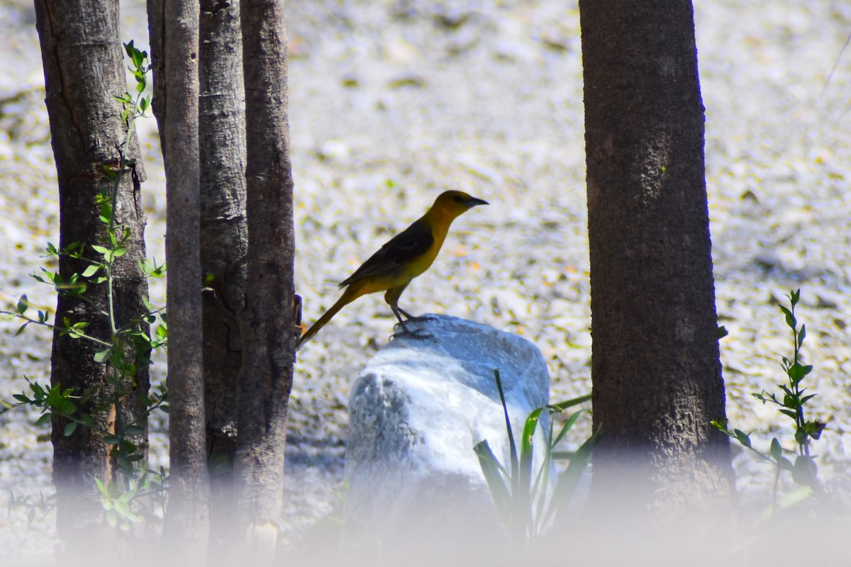 Hooded Oriole - ML620803783