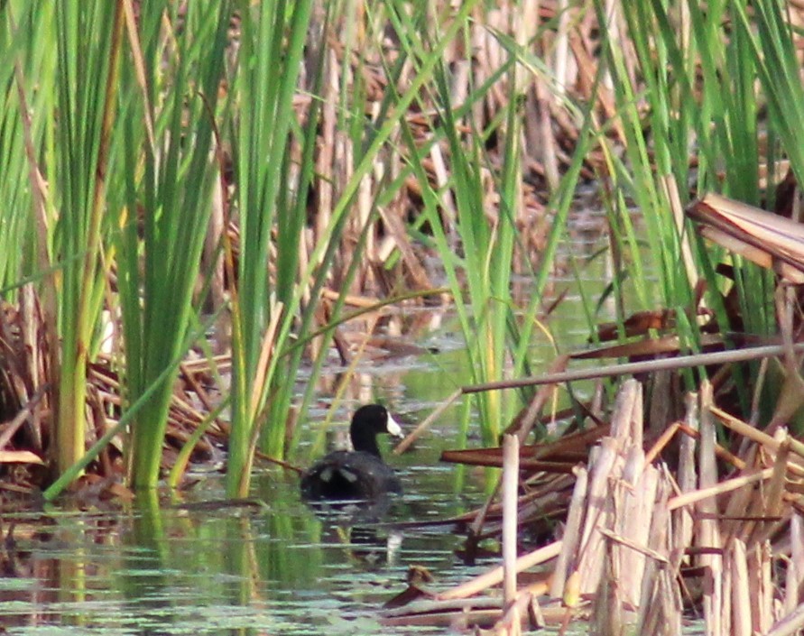 American Coot - Brant Julius