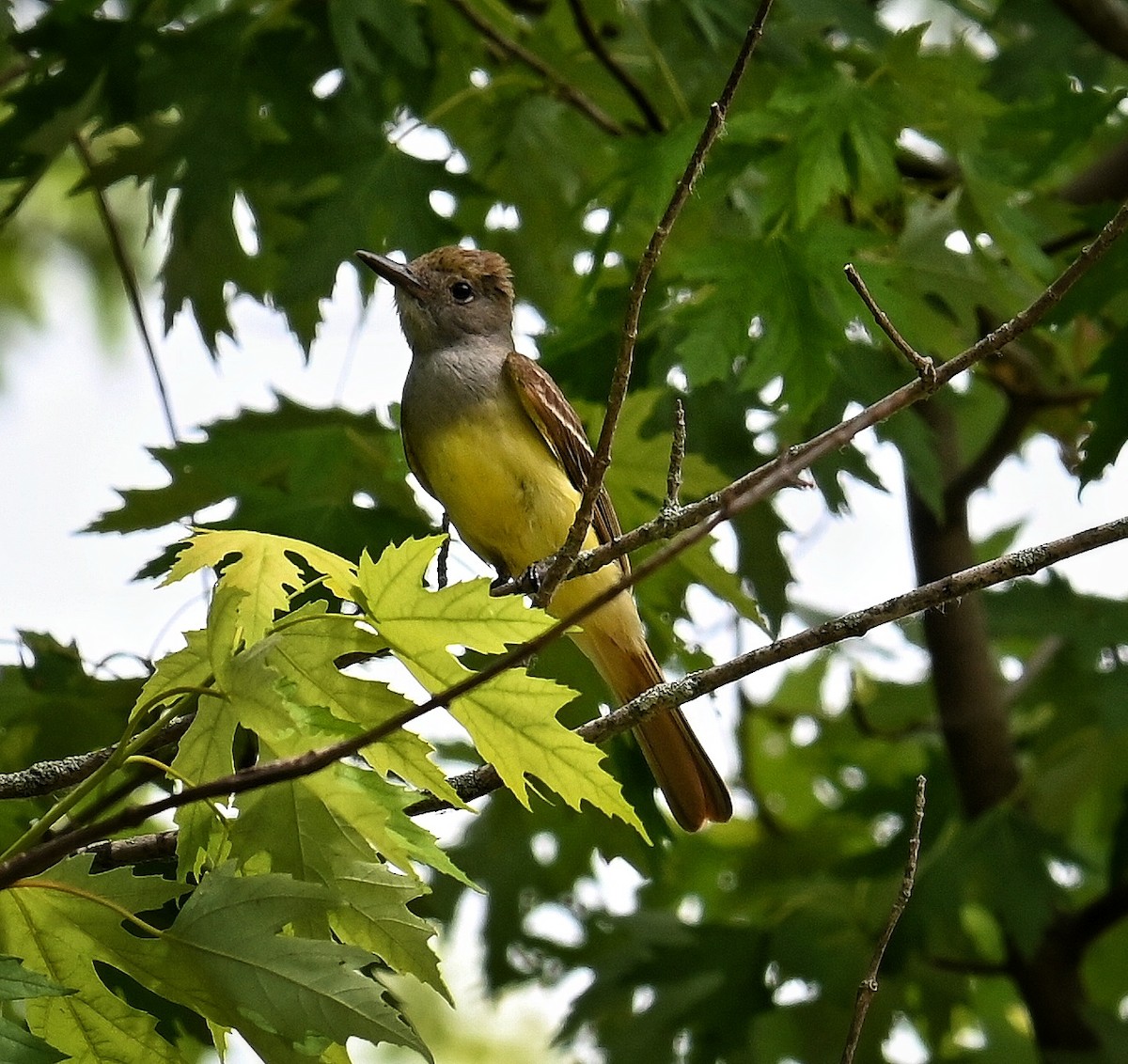 Great Crested Flycatcher - ML620803789