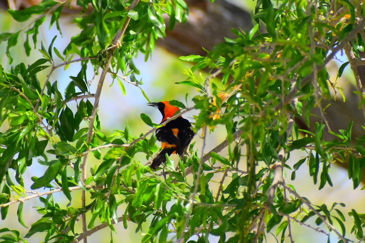 Hooded Oriole - ML620803790