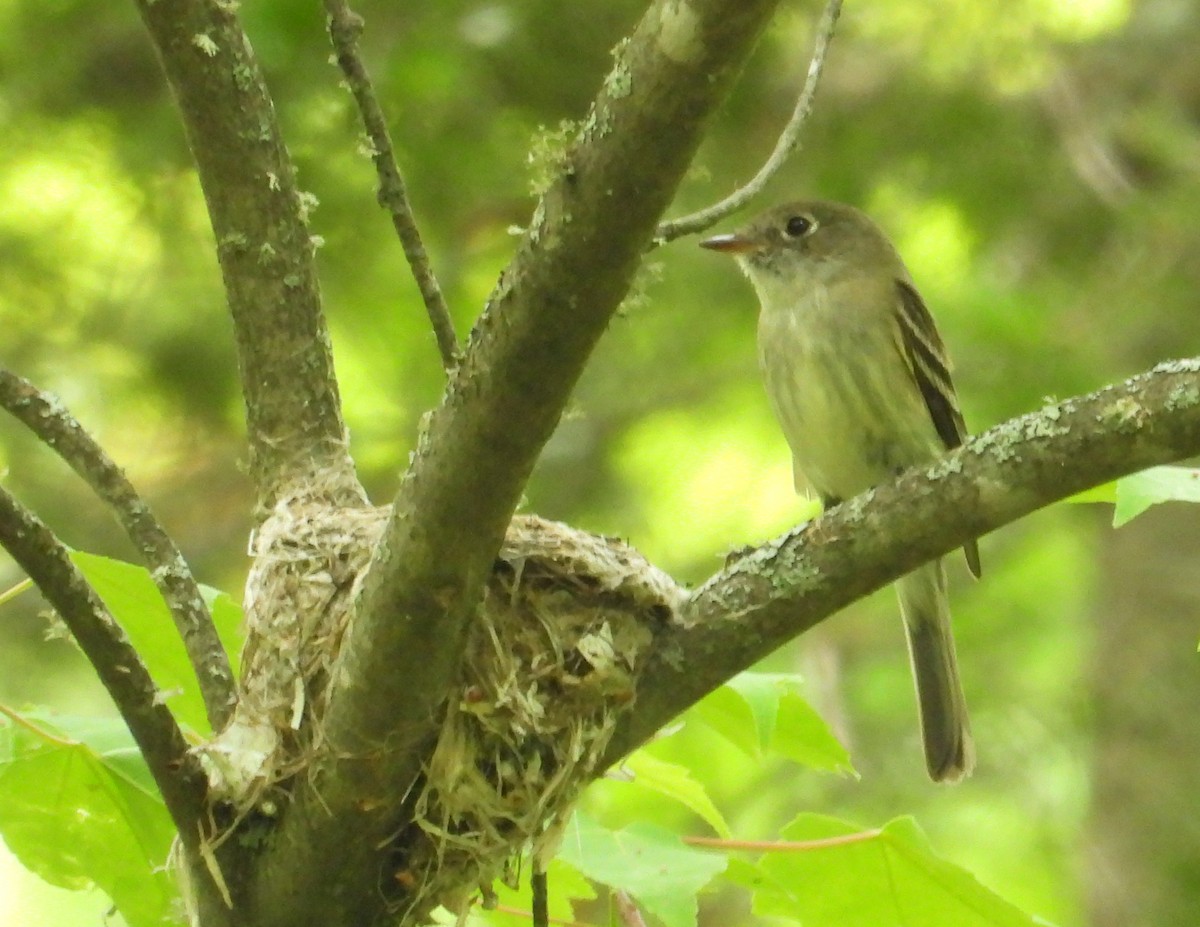 Least Flycatcher - ML620803792