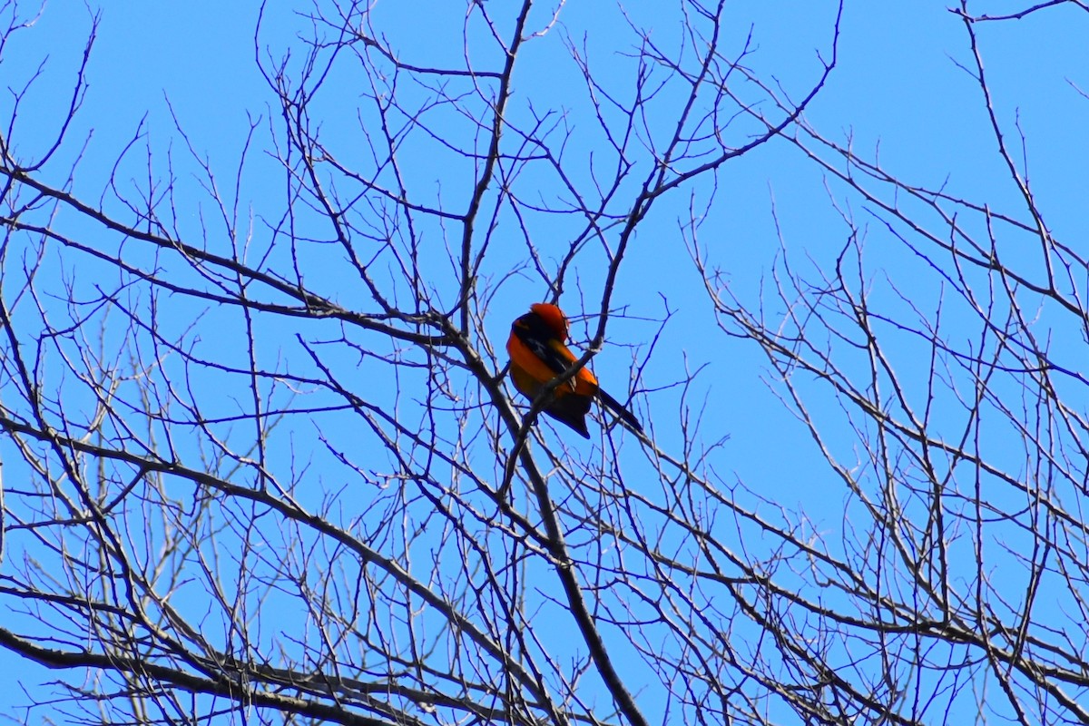 Altamira Oriole - CEMEX Valles