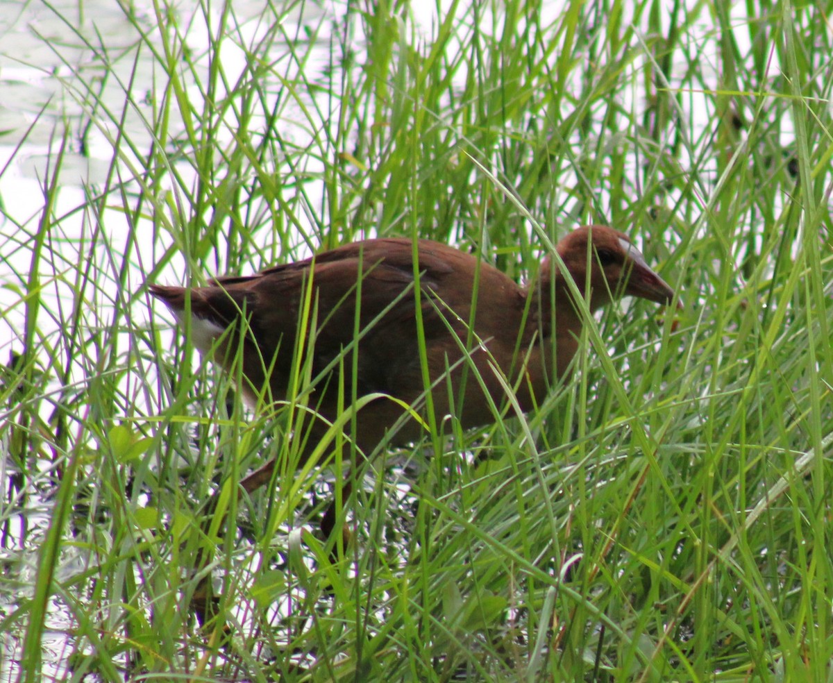 Gray-headed Swamphen - ML620803796