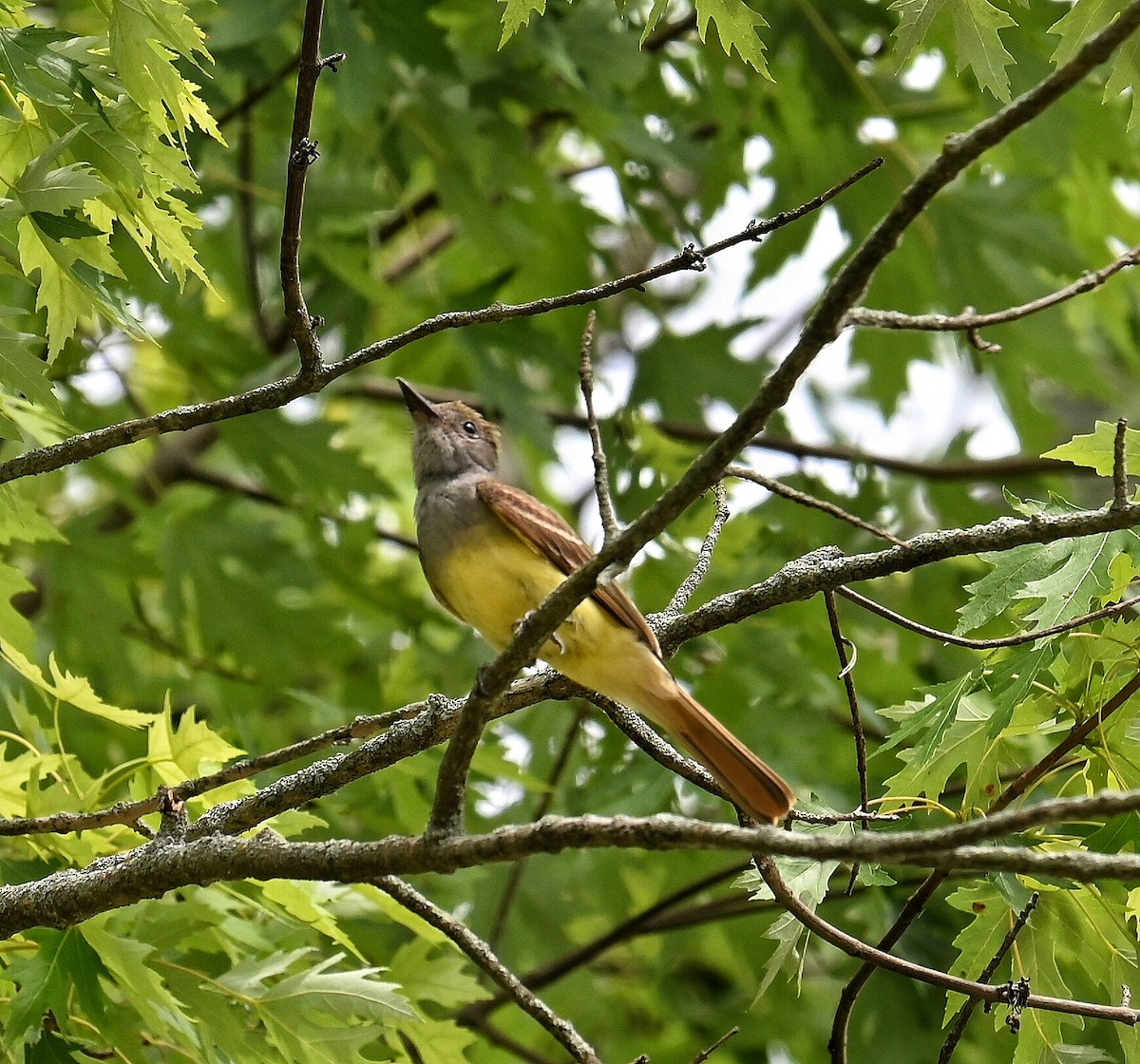 Great Crested Flycatcher - ML620803797