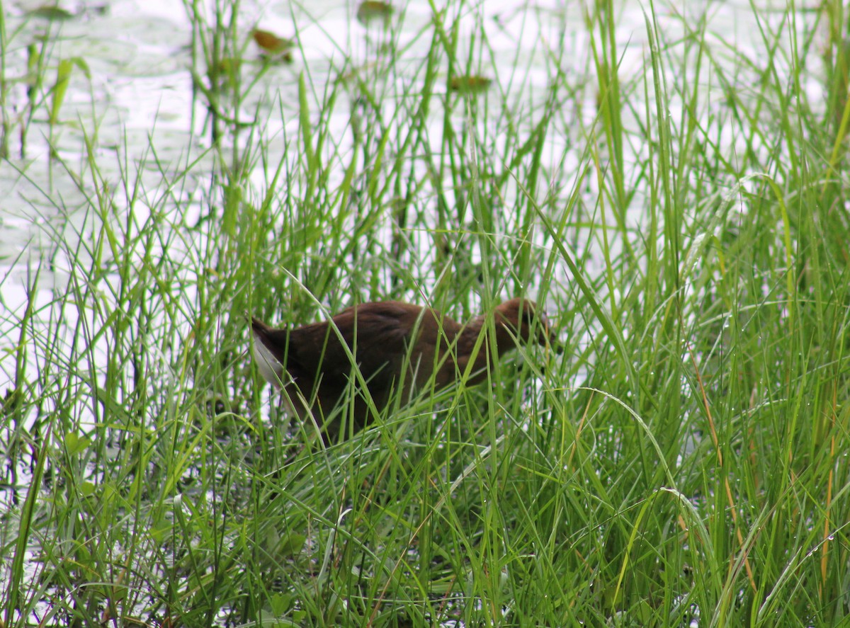 Gray-headed Swamphen - ML620803798