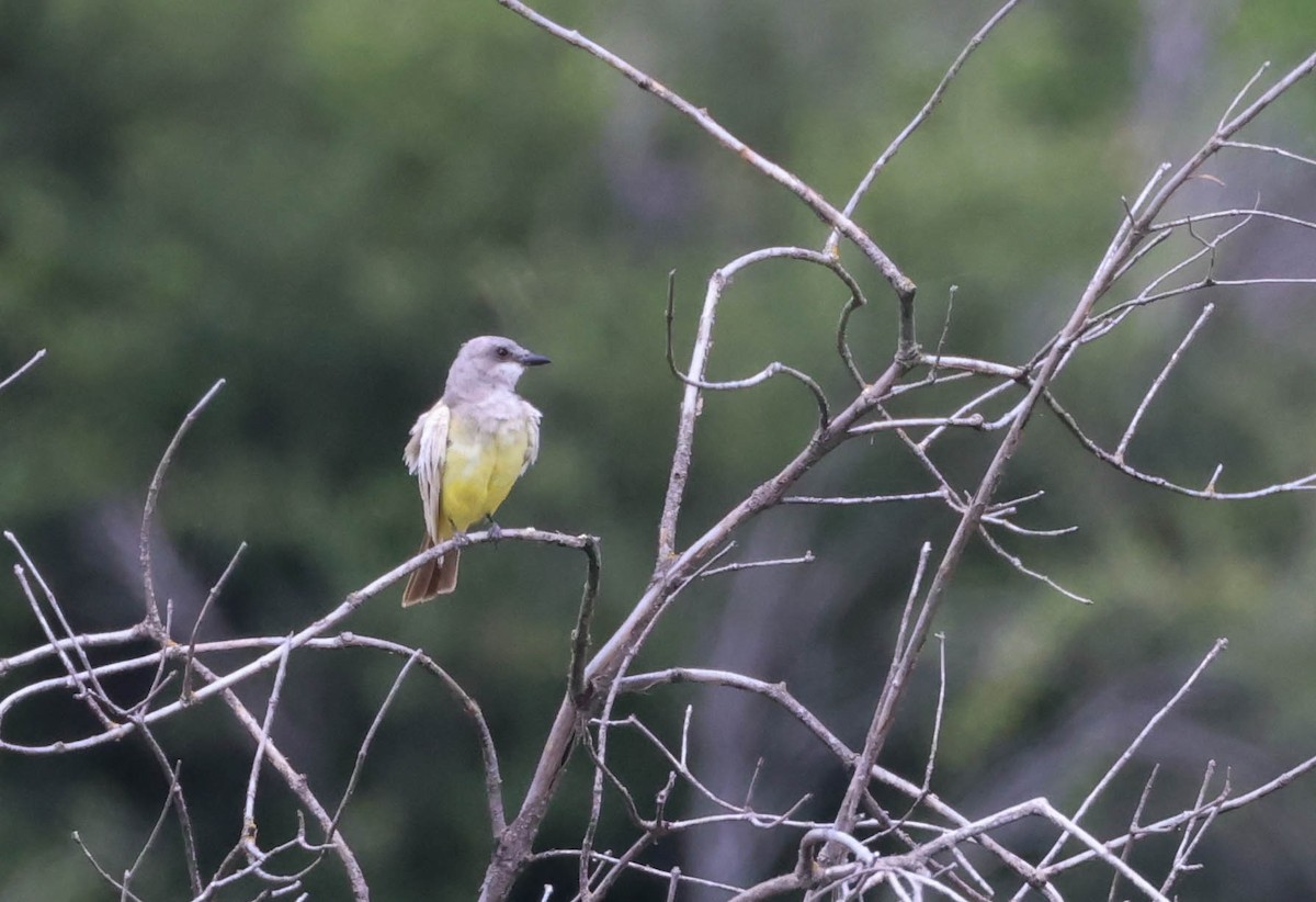 Western Kingbird - Tracy Drake