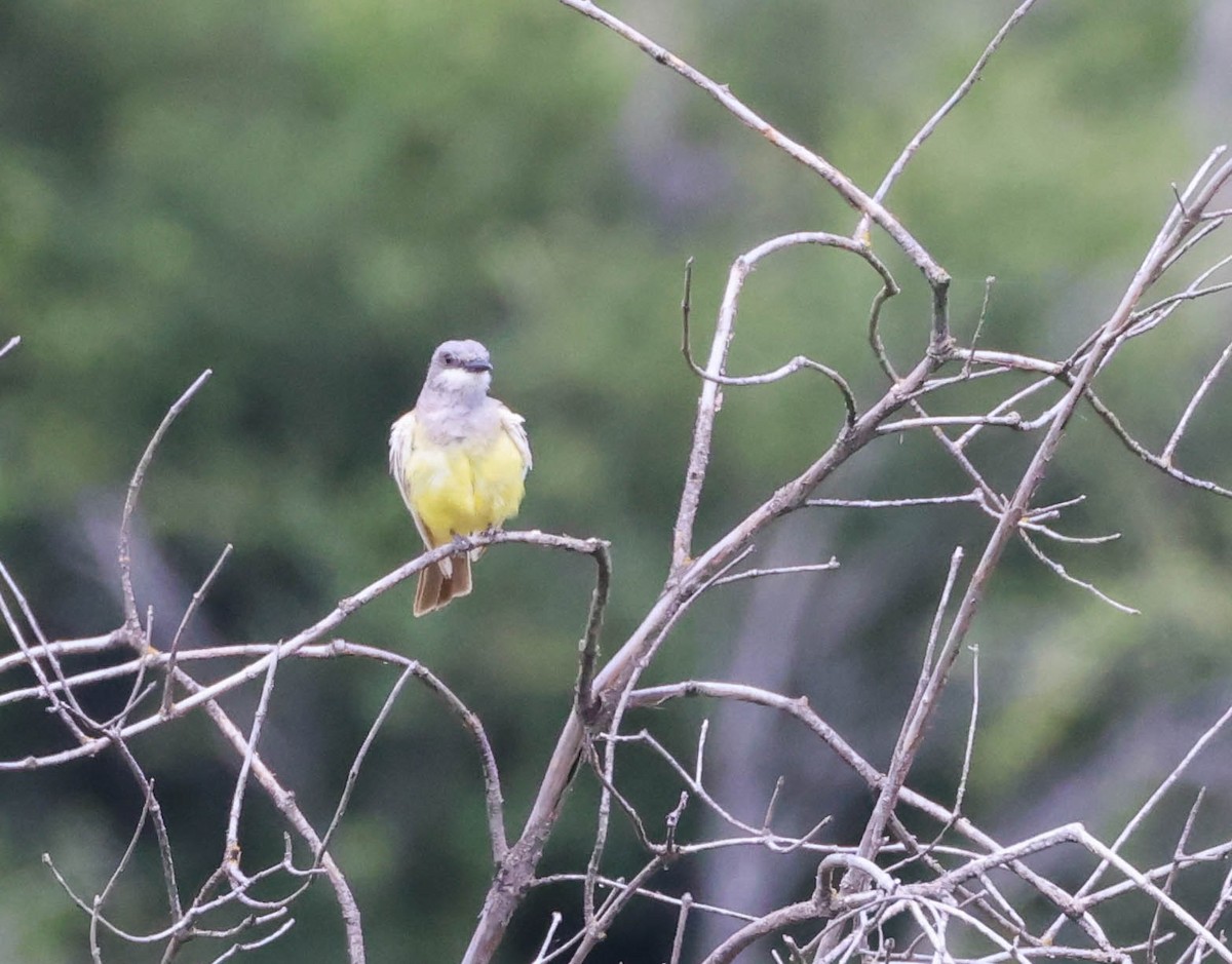 Western Kingbird - ML620803800