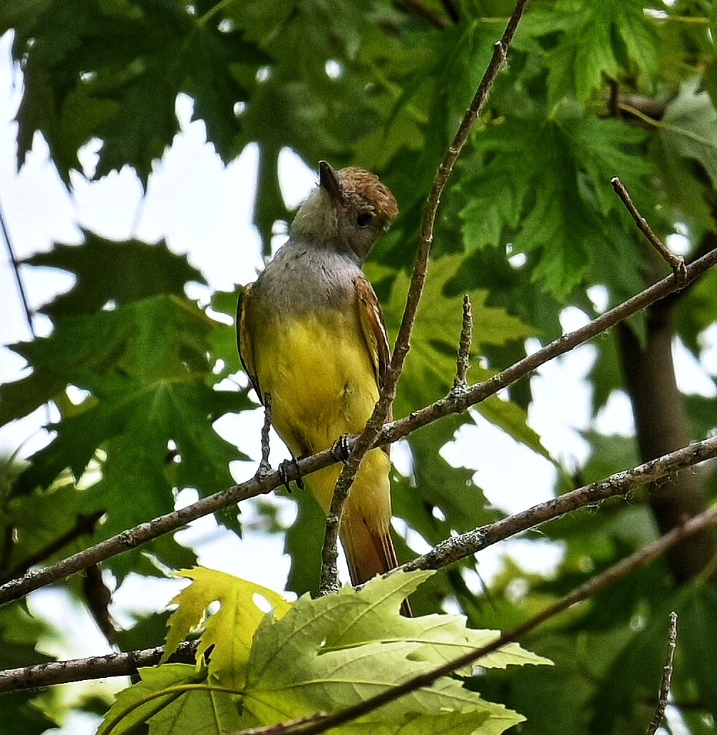 Great Crested Flycatcher - ML620803803