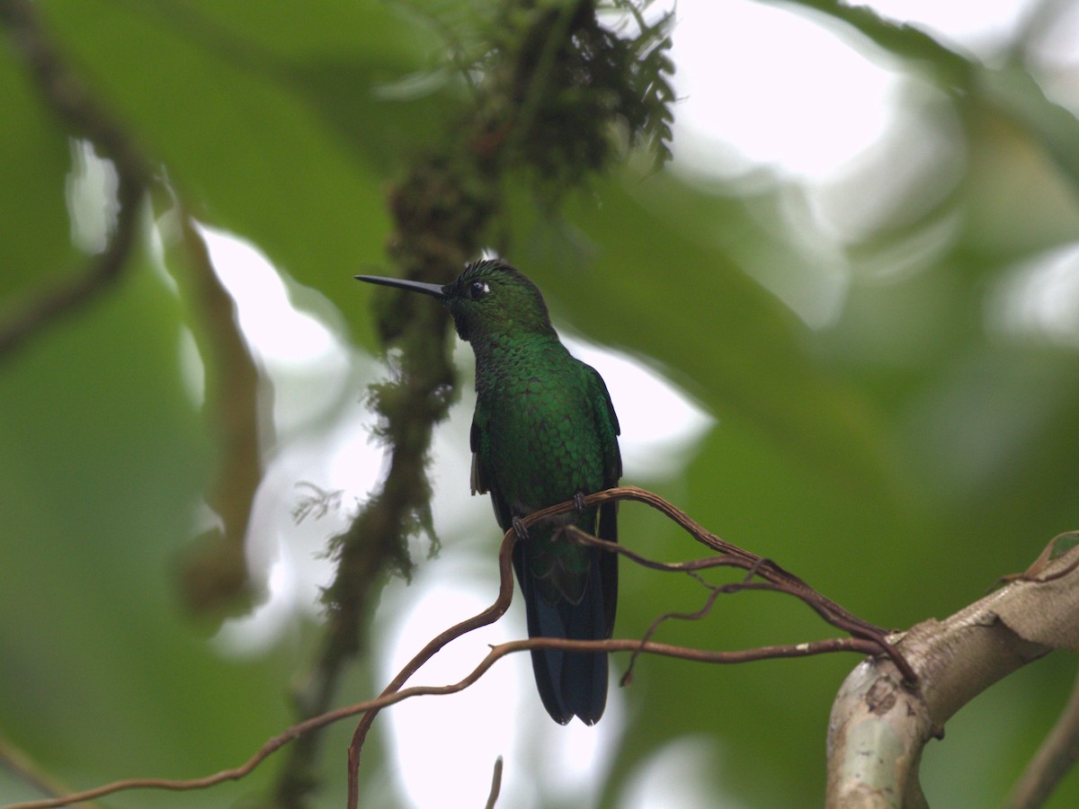 Green-crowned Brilliant - ML620803804