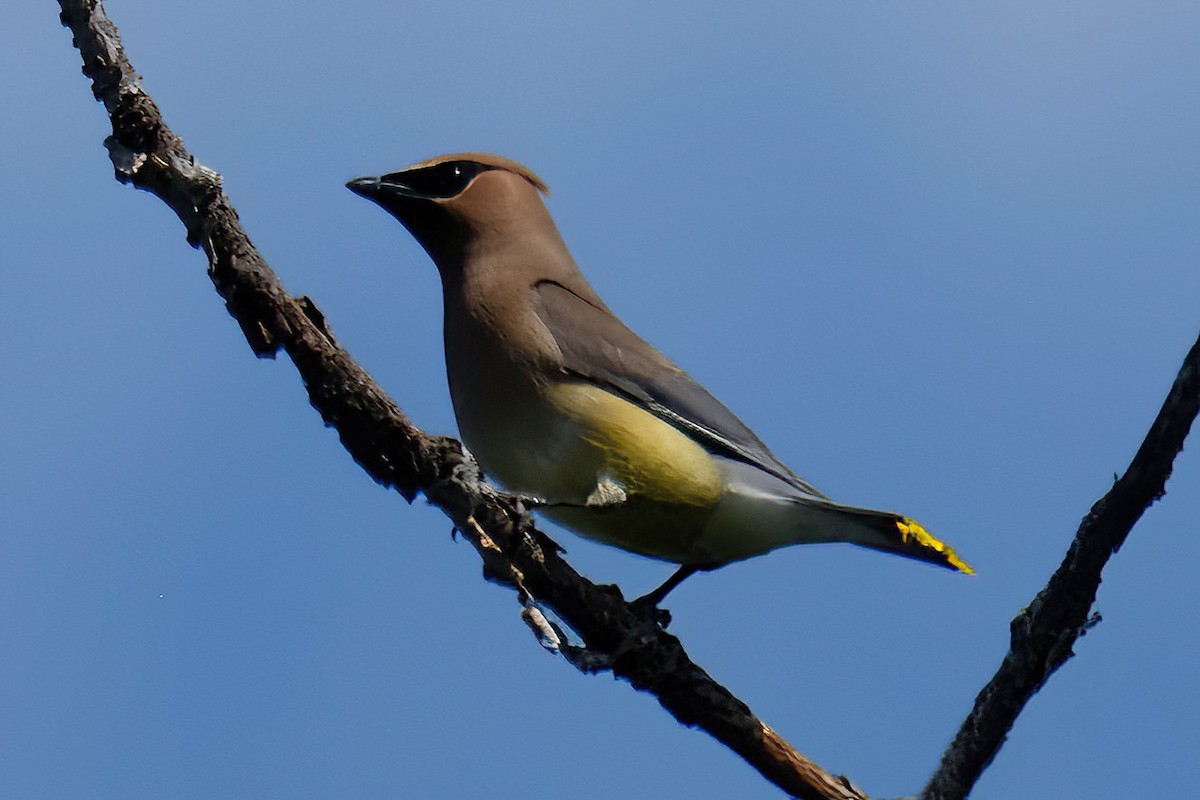 Cedar Waxwing - ML620803806