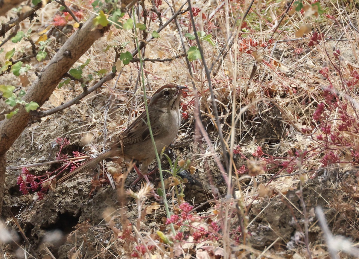 Rufous-crowned Sparrow - ML620803813