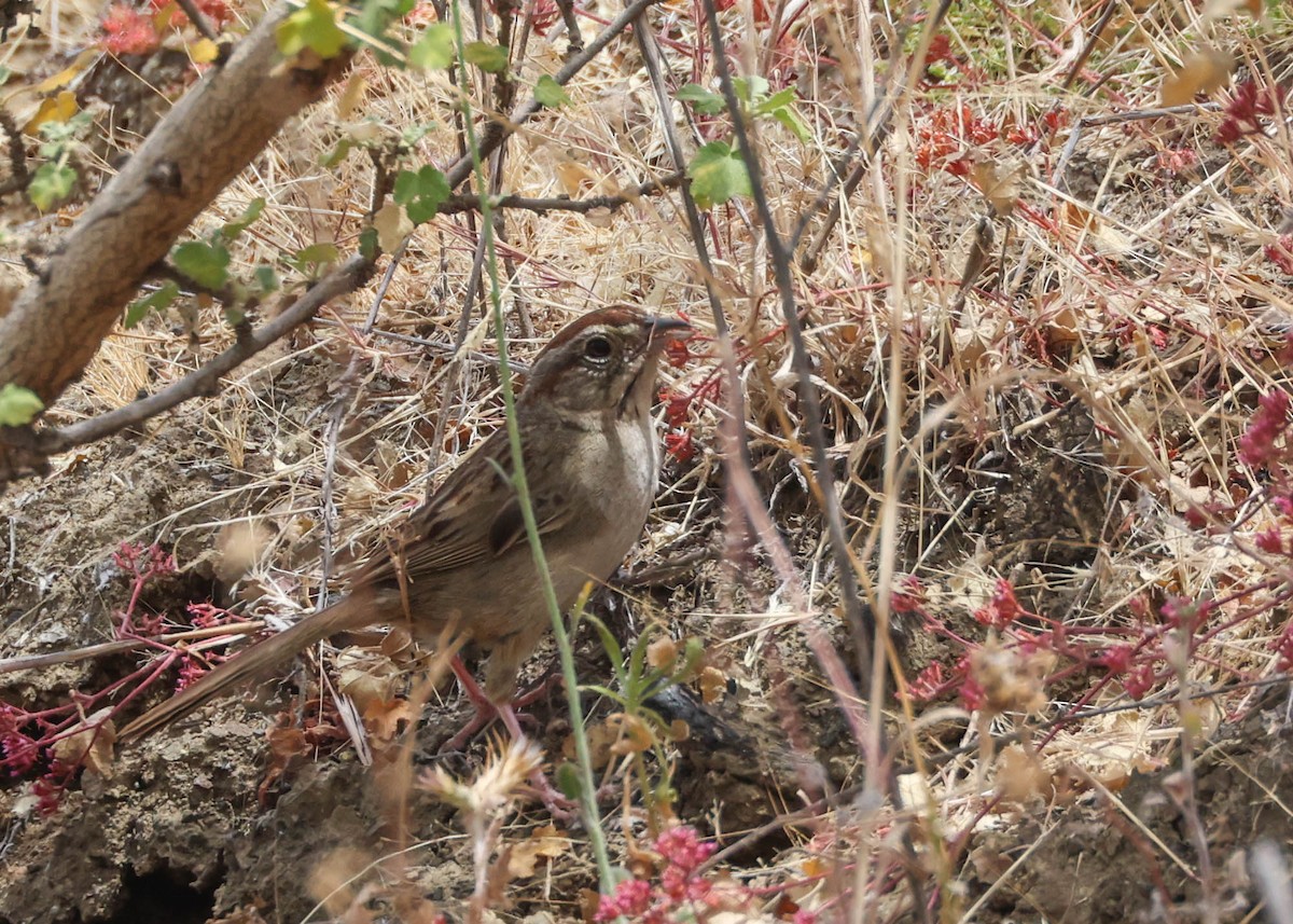 Rufous-crowned Sparrow - ML620803816