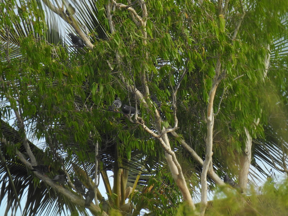 Rock Pigeon (Feral Pigeon) - ML620803818