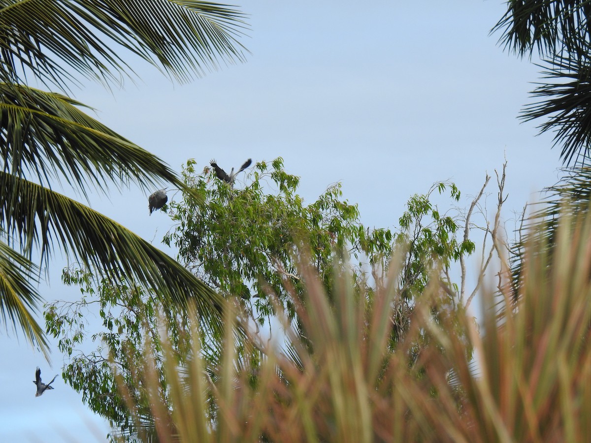 Rock Pigeon (Feral Pigeon) - ML620803824