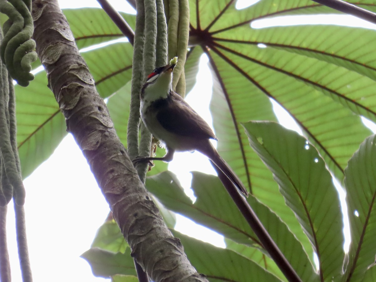 Red-whiskered Bulbul - ML620803826