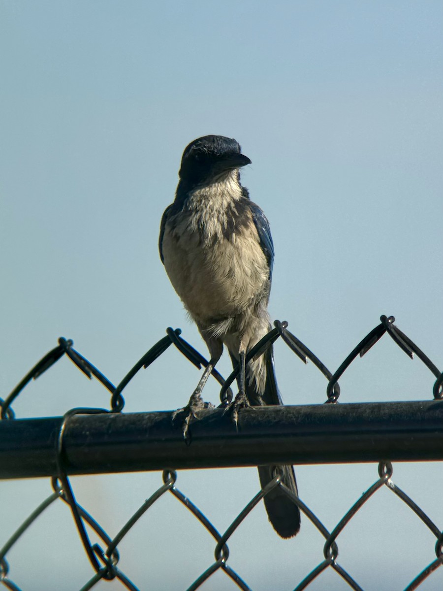 California Scrub-Jay - ML620803846