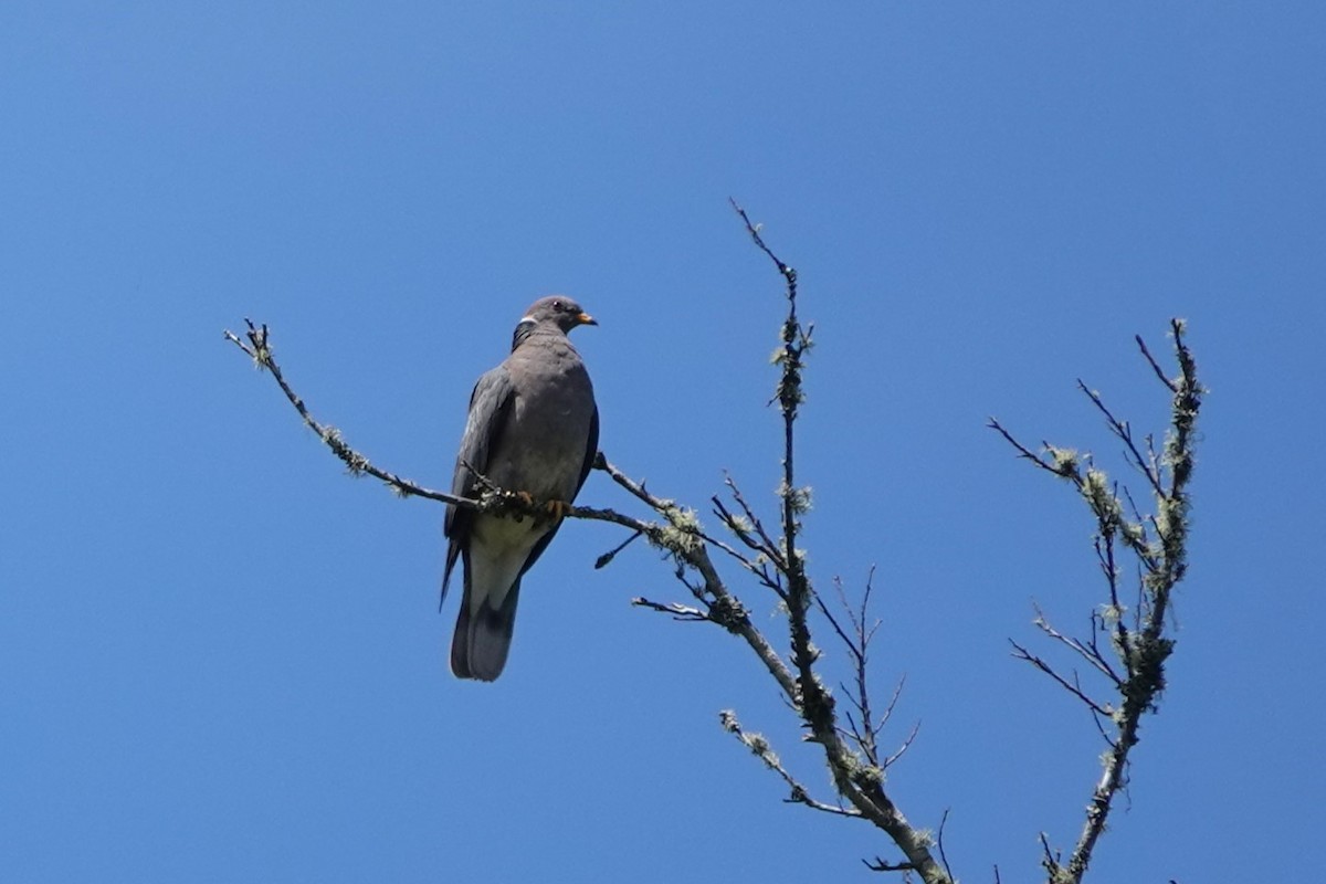 Band-tailed Pigeon - ML620803847