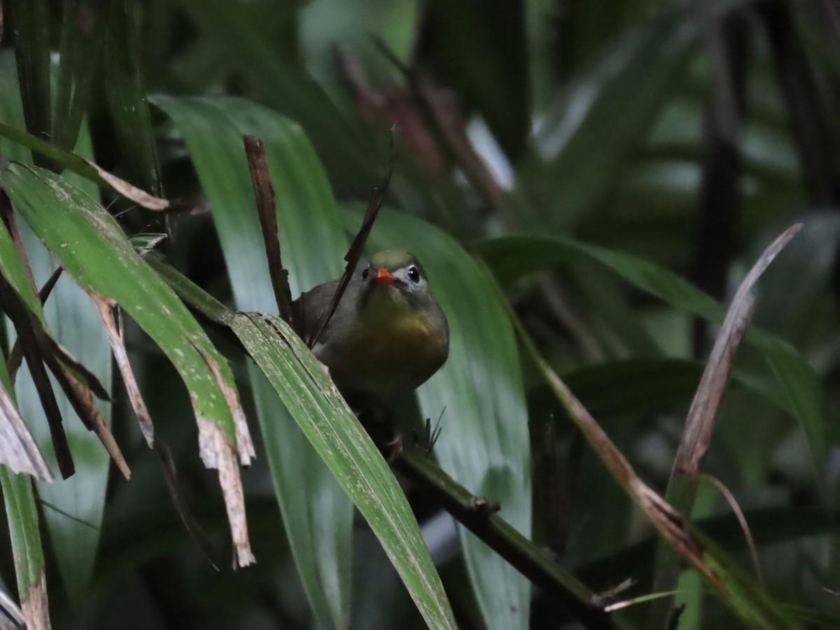 Red-billed Leiothrix - ML620803850