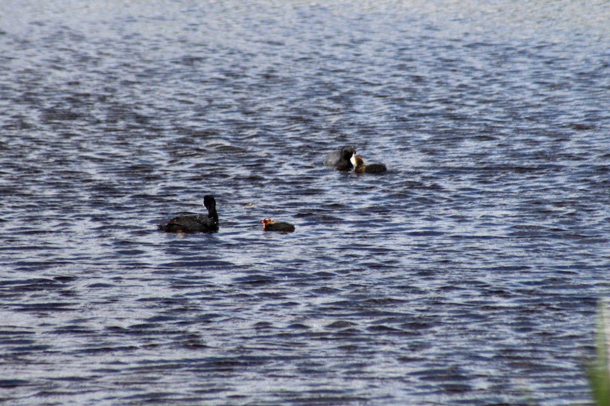 American Coot - ML620803852