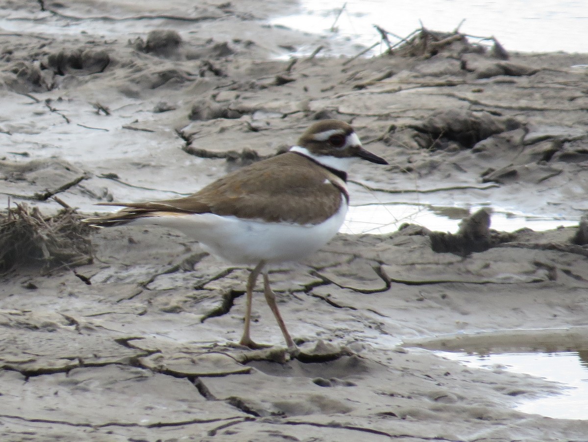 Killdeer - ML620803856