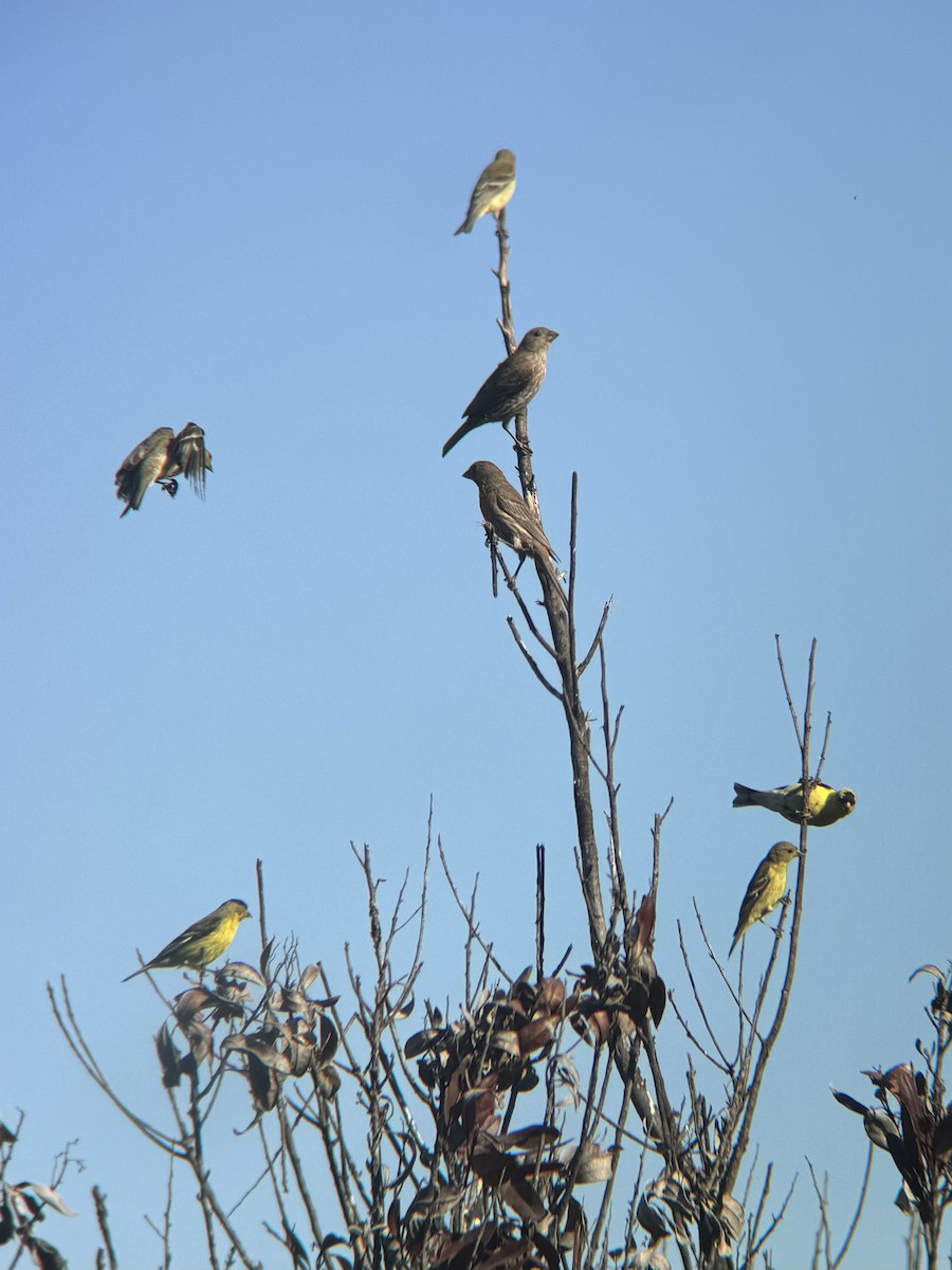 House Finch - ML620803860