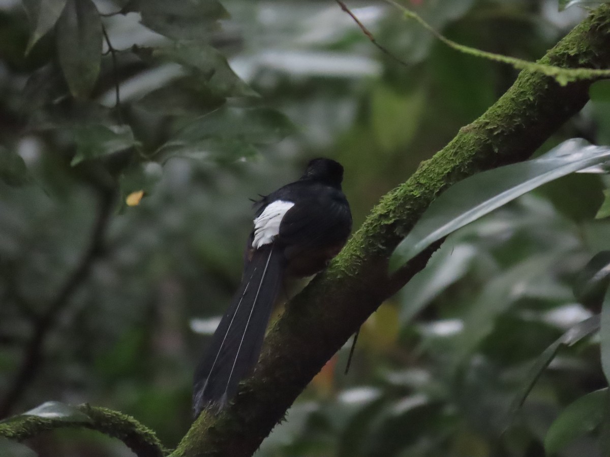 White-rumped Shama - J.J. Blue