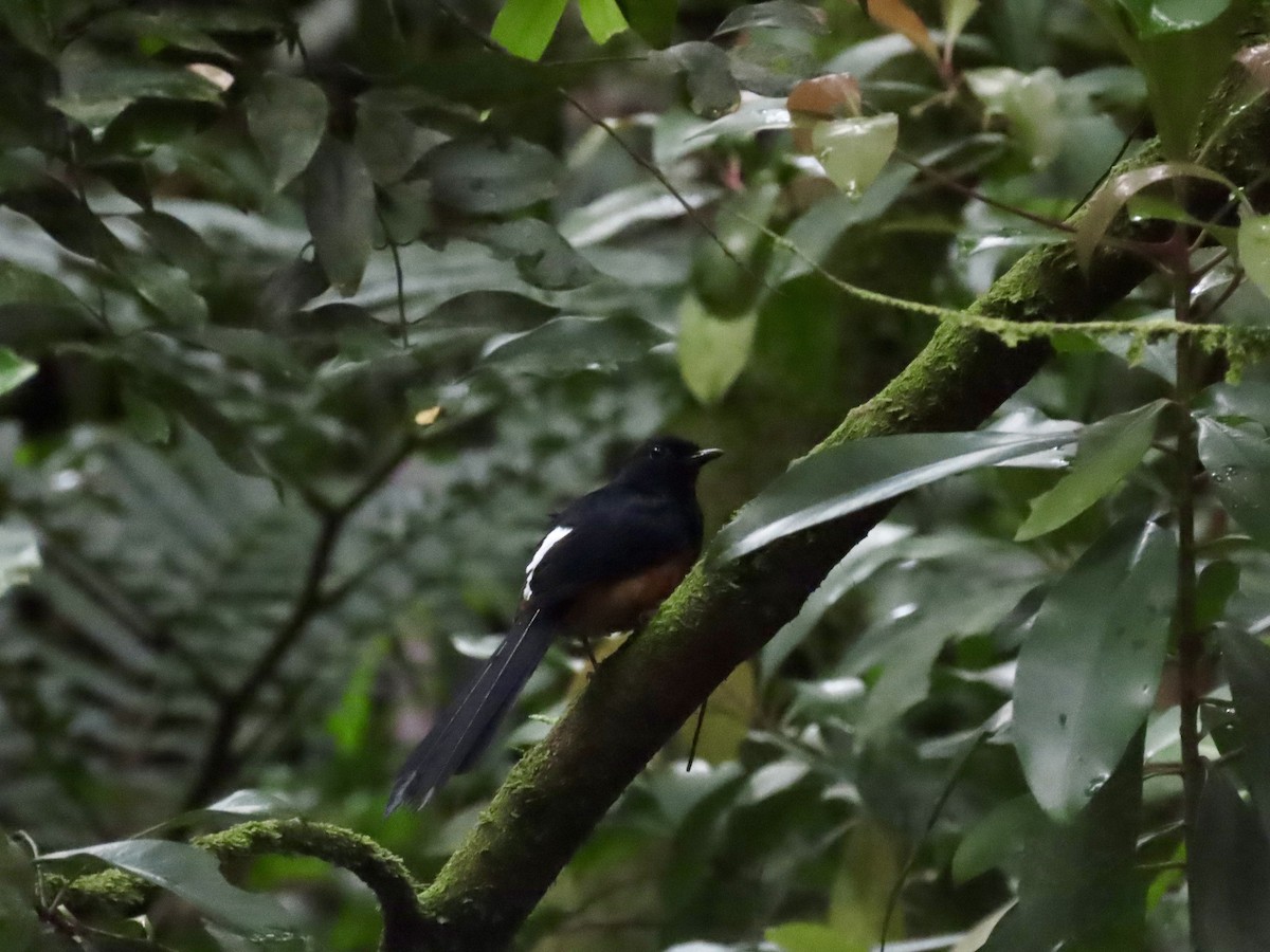 White-rumped Shama - ML620803864