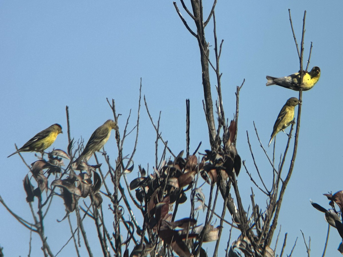 Lesser Goldfinch - ML620803866