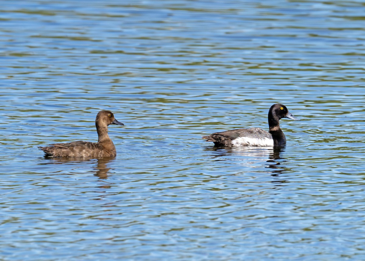 Lesser Scaup - ML620803870