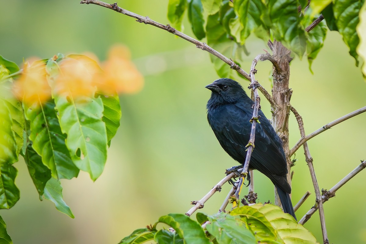 Chopi Blackbird - ML620803873