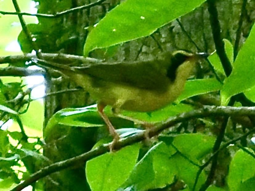 Kentucky Warbler - ML620803874