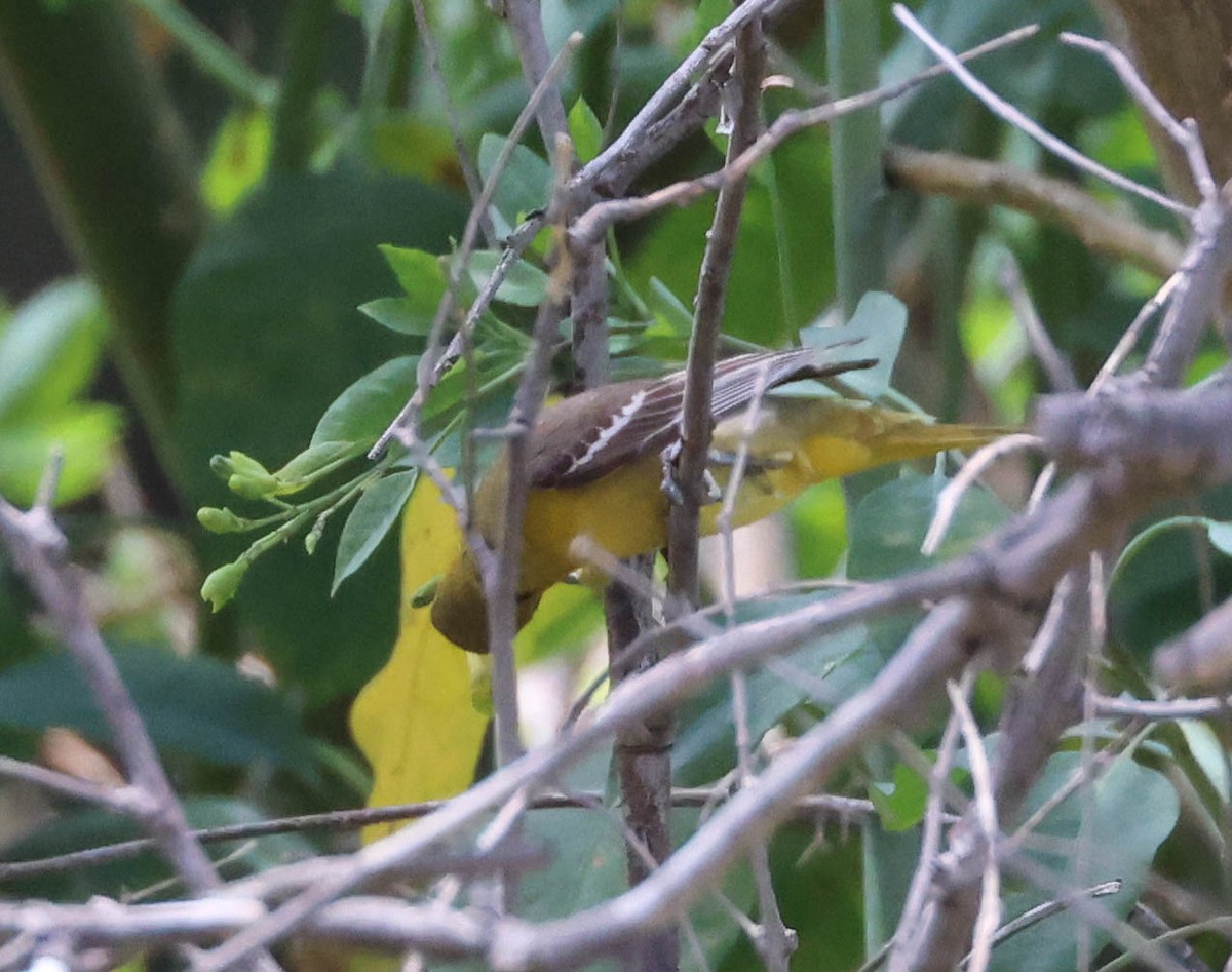 Hooded Oriole - ML620803875