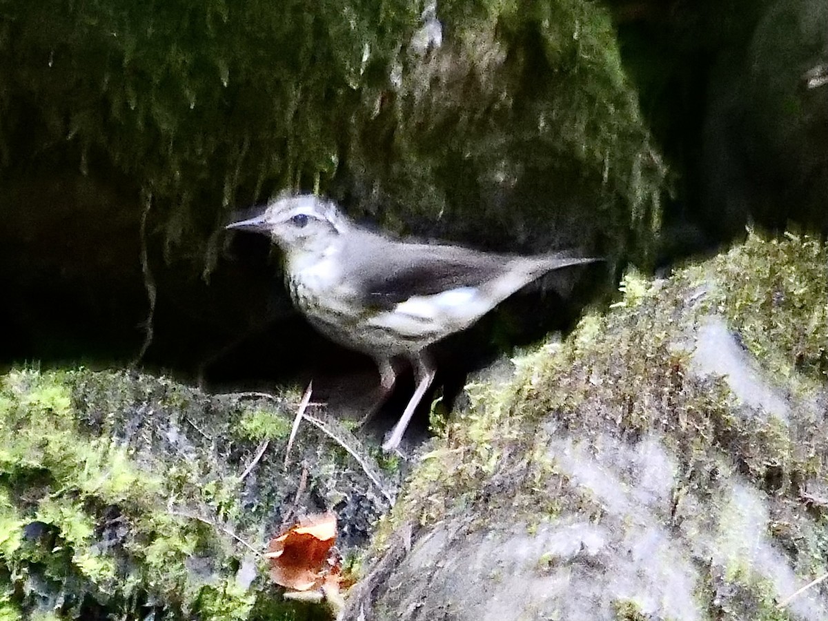 Louisiana Waterthrush - Lynne Patterson