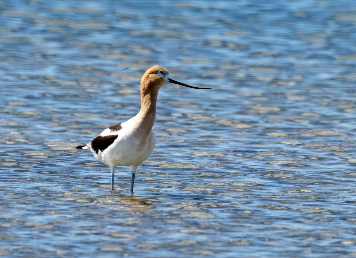 Avoceta Americana - ML620803884