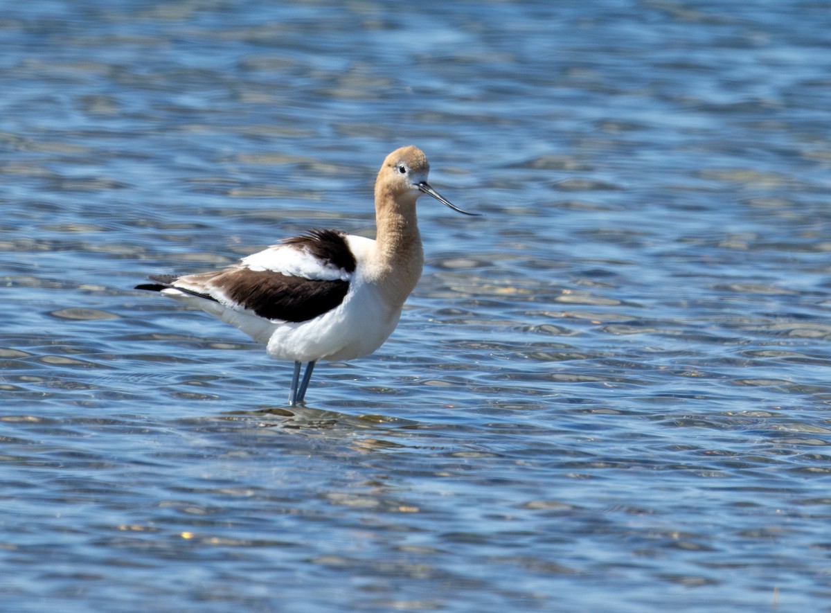 Avoceta Americana - ML620803886