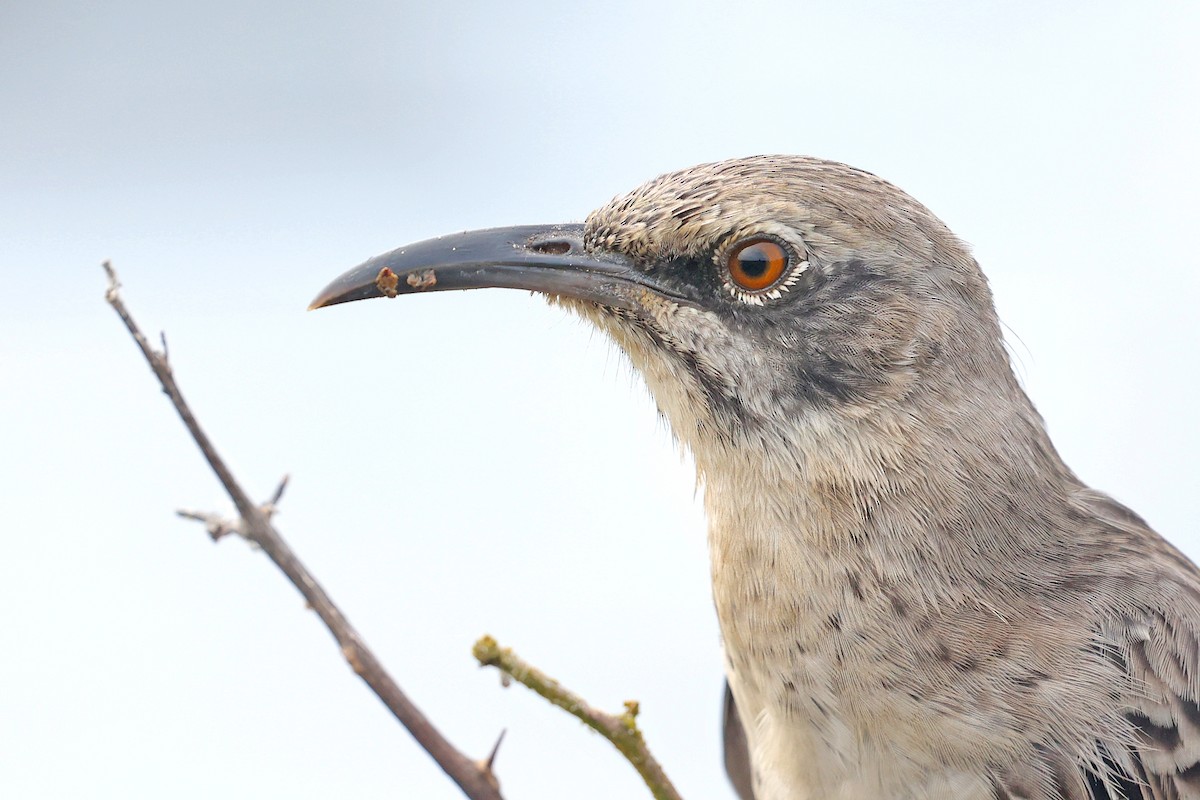 Española Mockingbird - ML620803888