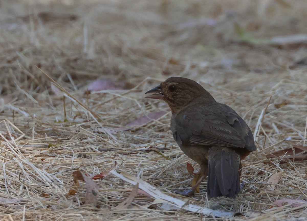 California Towhee - ML620803892