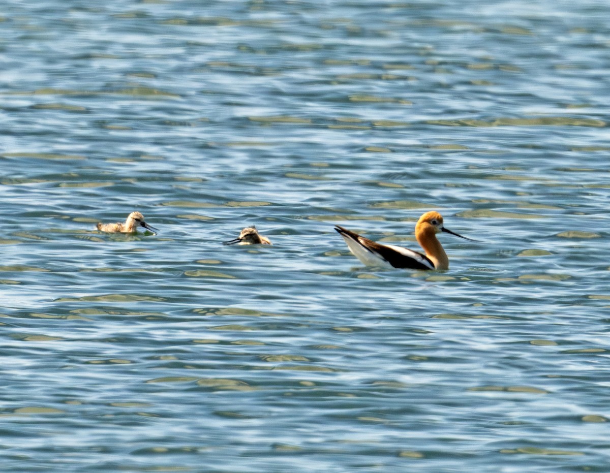 Avocette d'Amérique - ML620803893