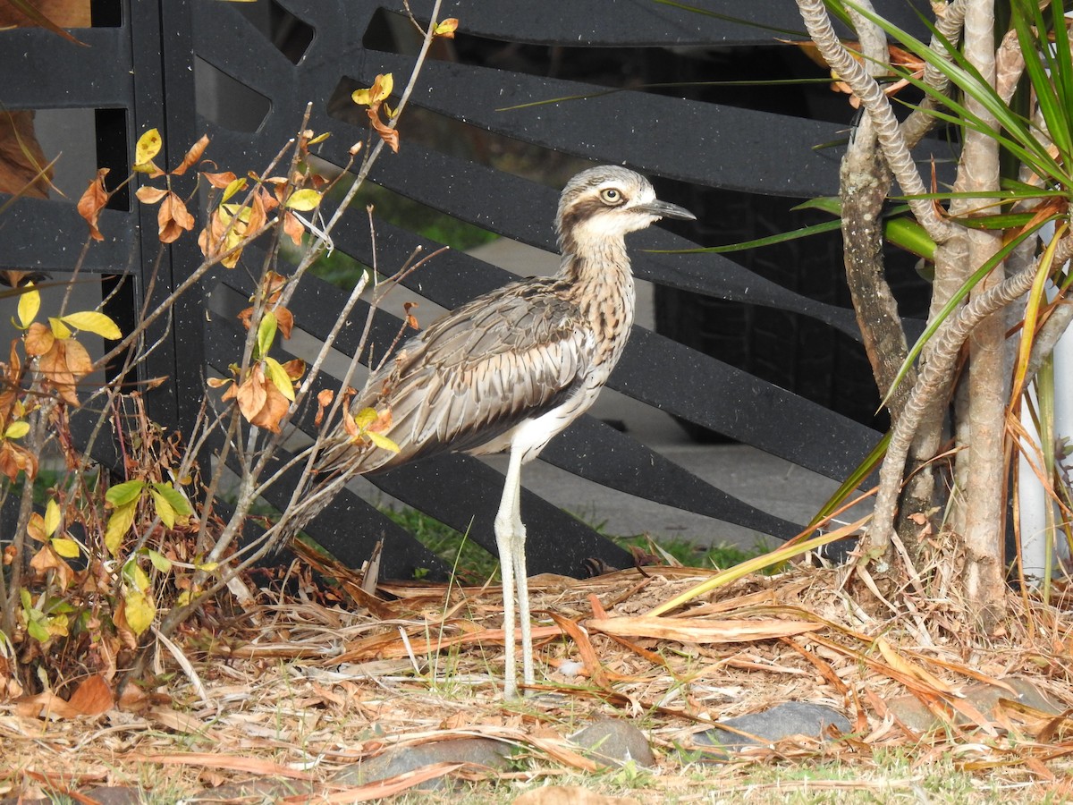 Bush Thick-knee - ML620803894