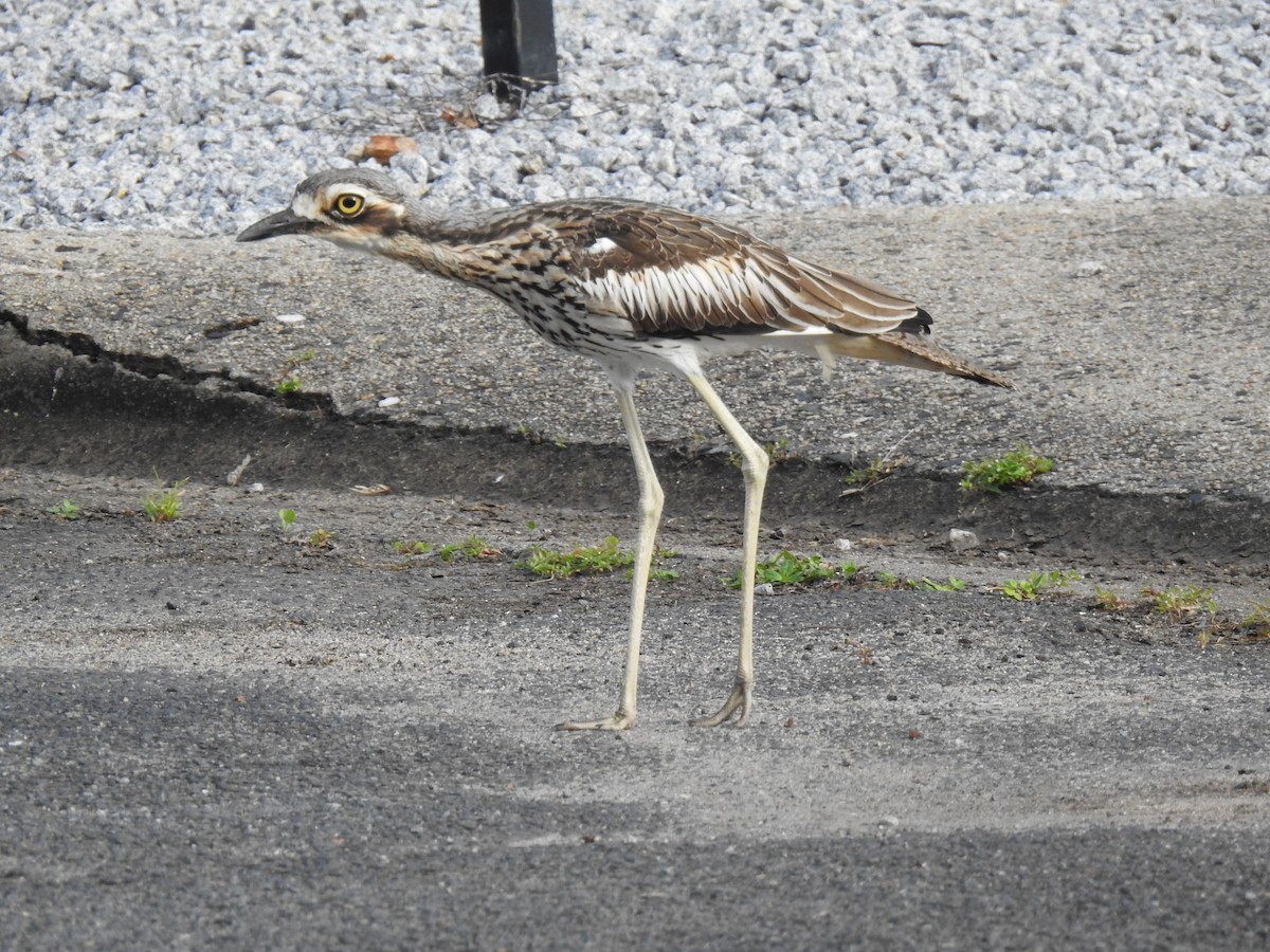 Bush Thick-knee - ML620803895