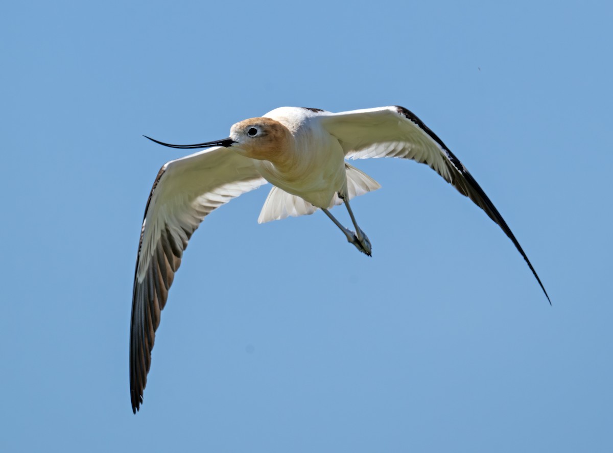 Avocette d'Amérique - ML620803900