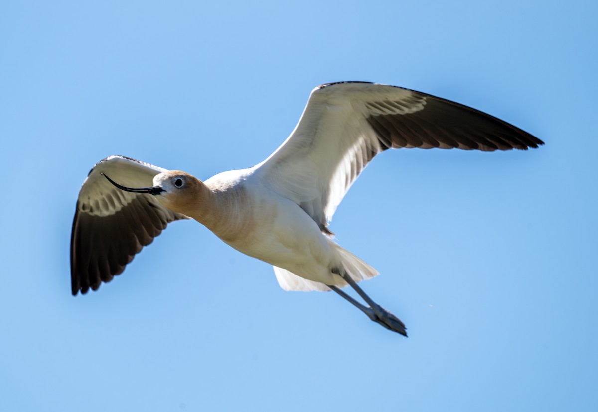 Avocette d'Amérique - ML620803901