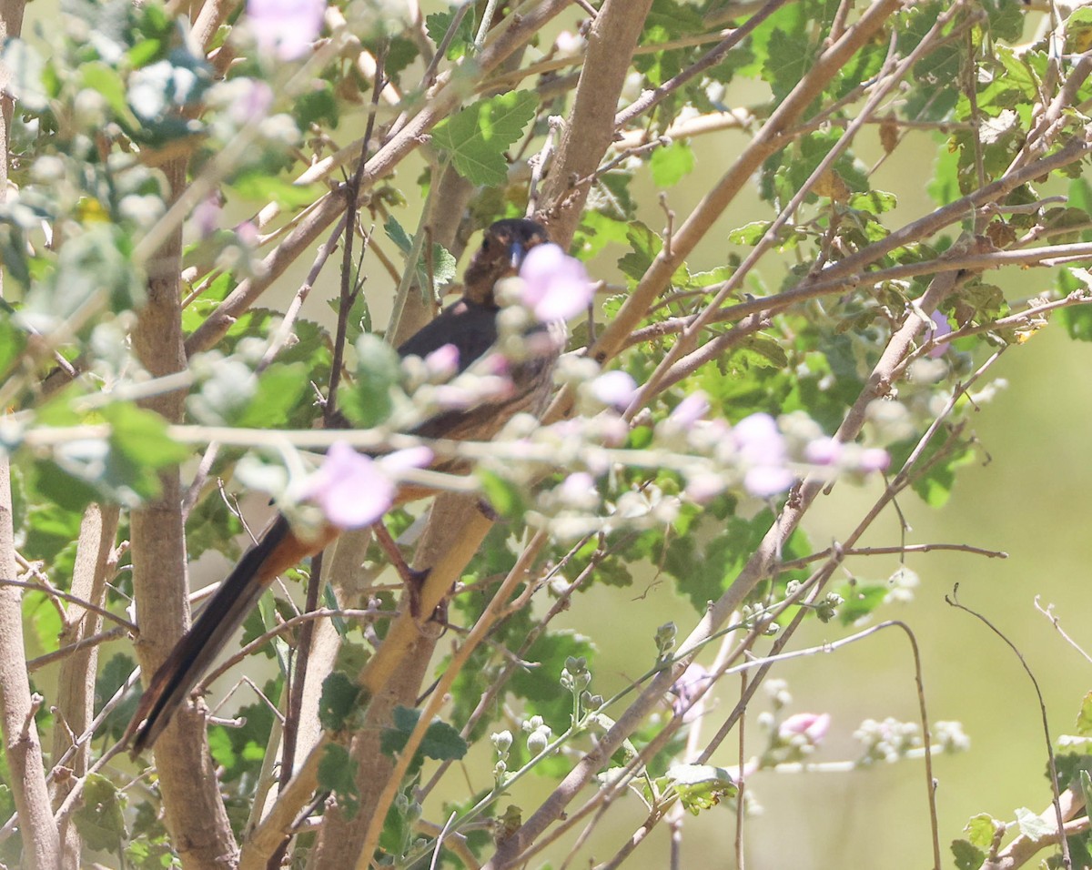 California Towhee - ML620803903