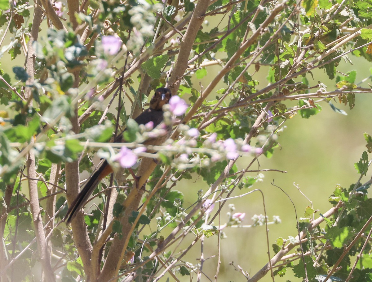 California Towhee - ML620803904