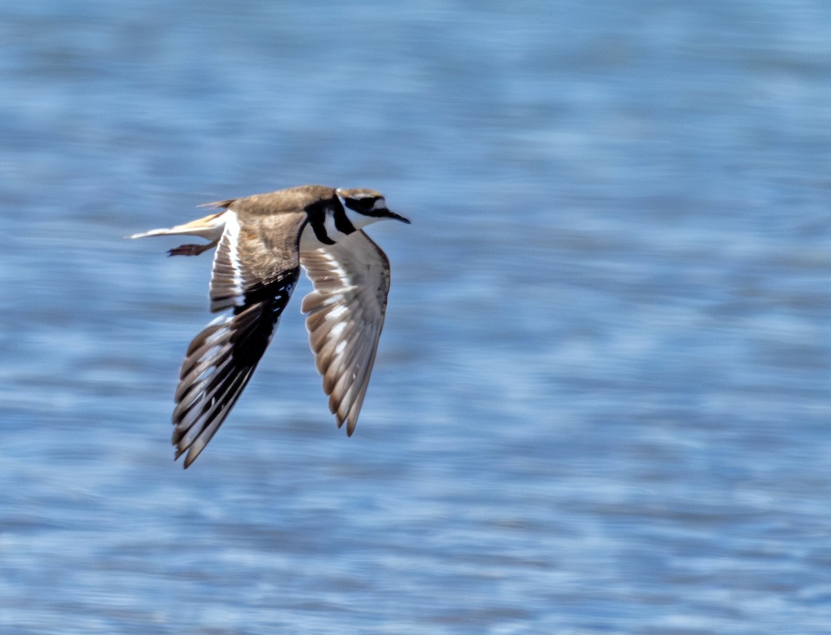 Killdeer - ML620803909