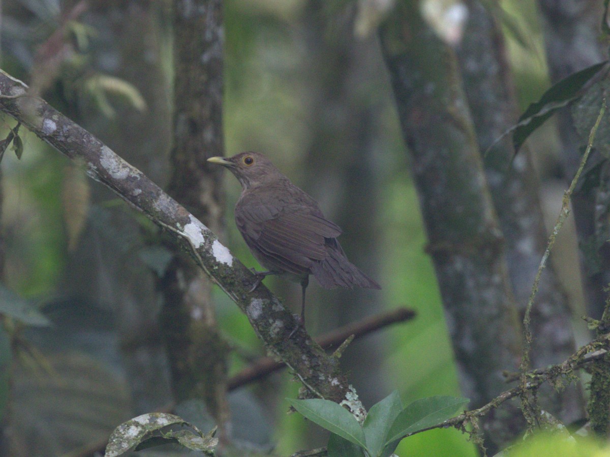 Ecuadorian Thrush - ML620803910