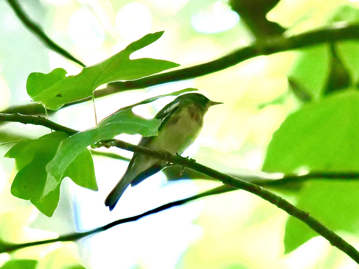 Northern Parula - ML620803912