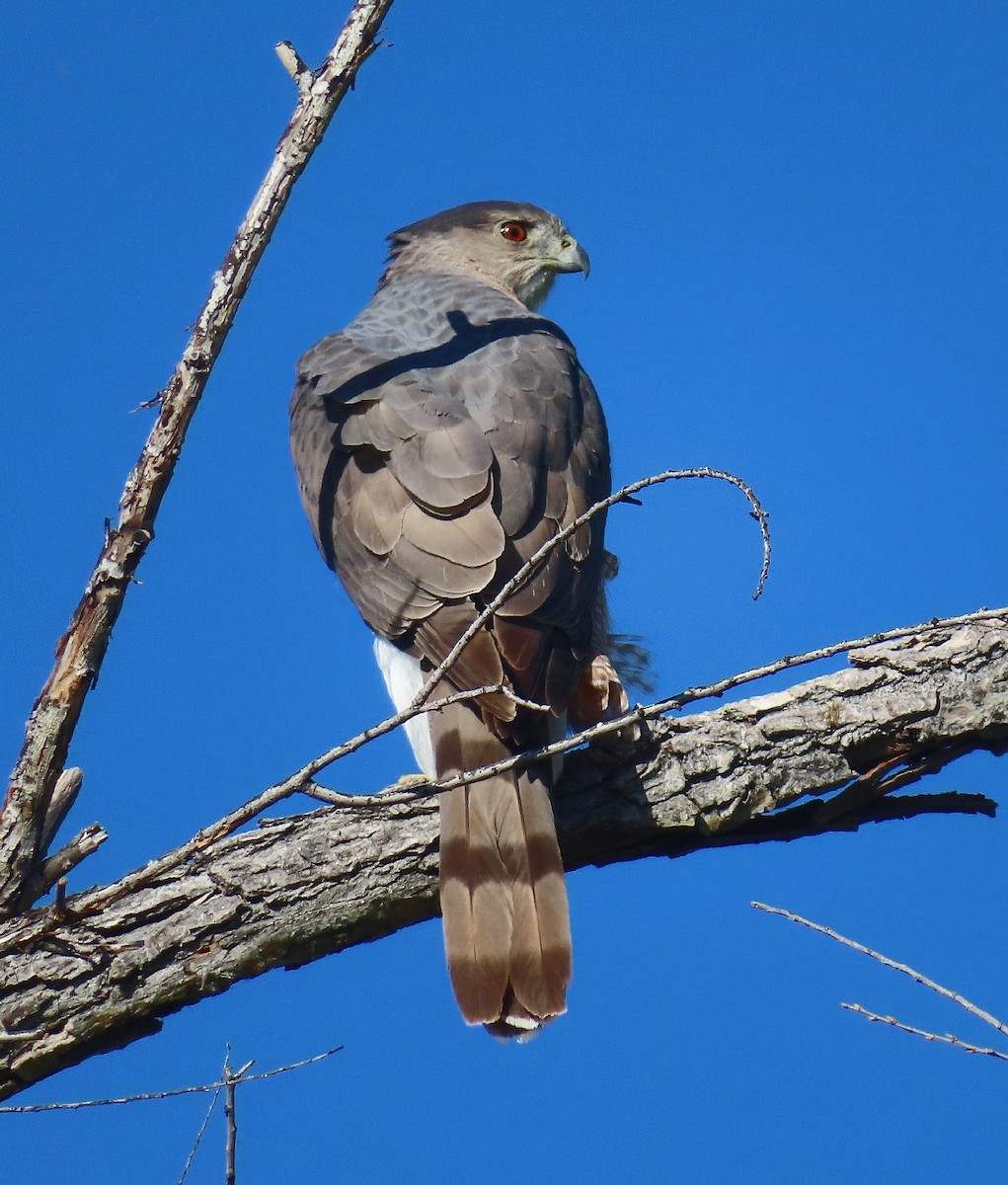 Cooper's Hawk - ML620803913